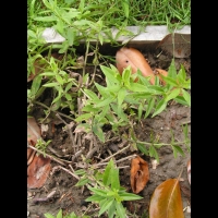 Garance des teinturiers, Rubia tincturium (3)